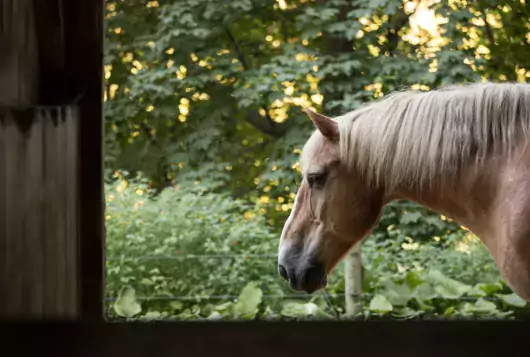 A brown horse with trees in the background