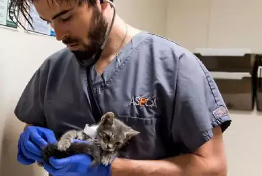 medical staff examines small gray kitten