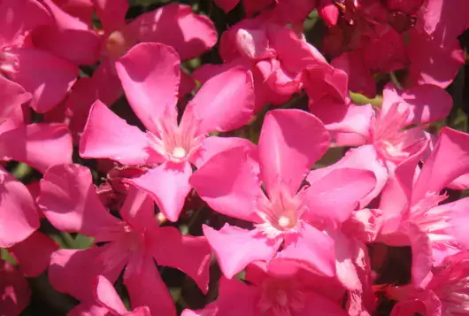 pink oleander flowers