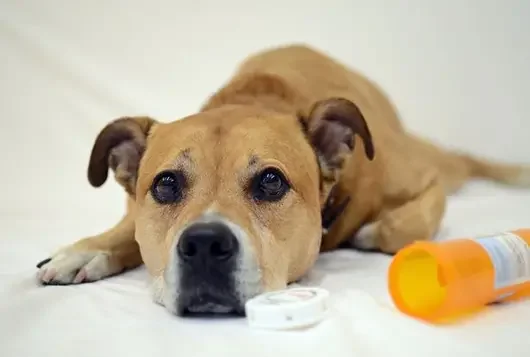 sick dog sits next to empty pill bottle