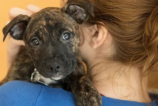 woman holding brindle puppy