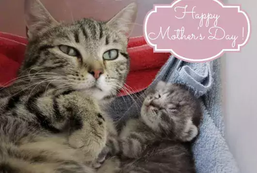 kitten and cat with a mothers day logo