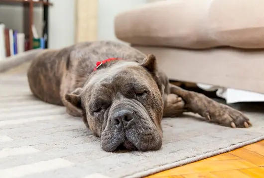 big gray dog asleep on couch