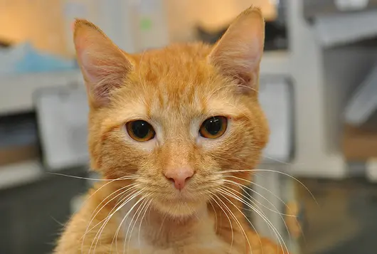 golden cat looking at camera