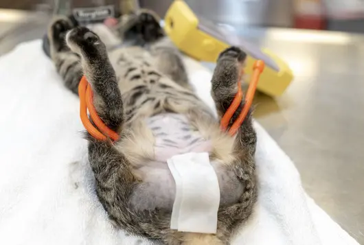 Cat being exposed for surgery with gear ties