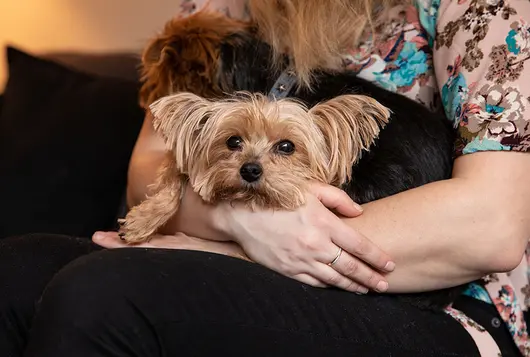 yorkie on lap