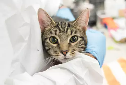 gray striped cat being held by medical professional in latex gloves