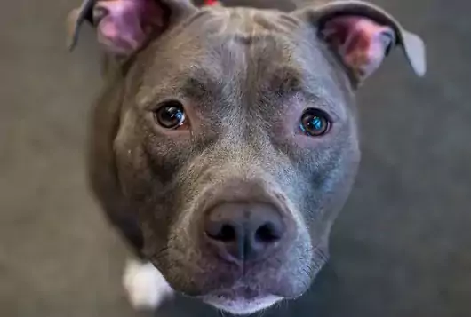 gray pit type dog looking sad into camera