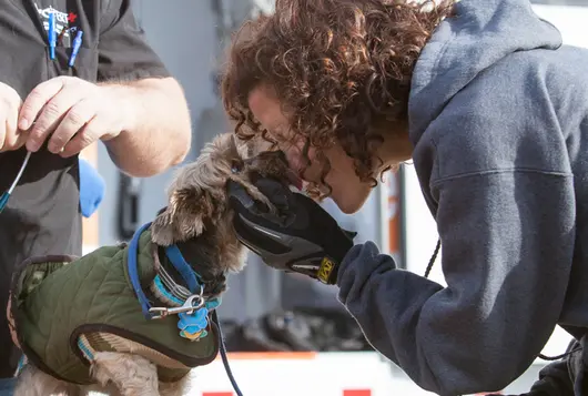 small dog is snuggled by woman