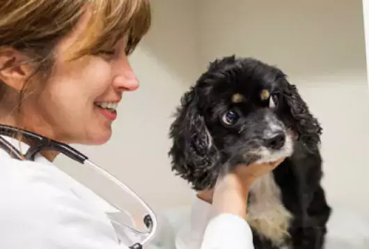 veterinarian smiles at black and white spaniel mix dog