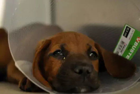 Sad puppy wearing elizabethan collar in cage
