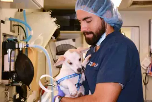 vet holds on to scared brown and white puppy