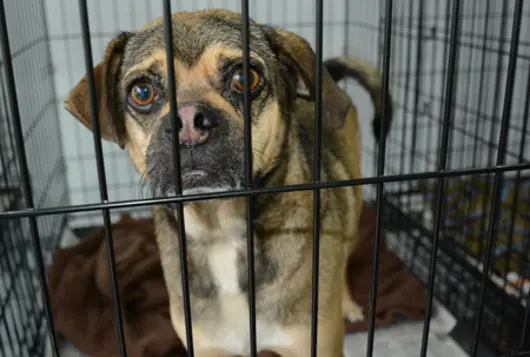 sad looking black and tan dog looks at camera from inside crate