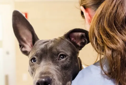 woman in scrubs with gray dog looking at reader