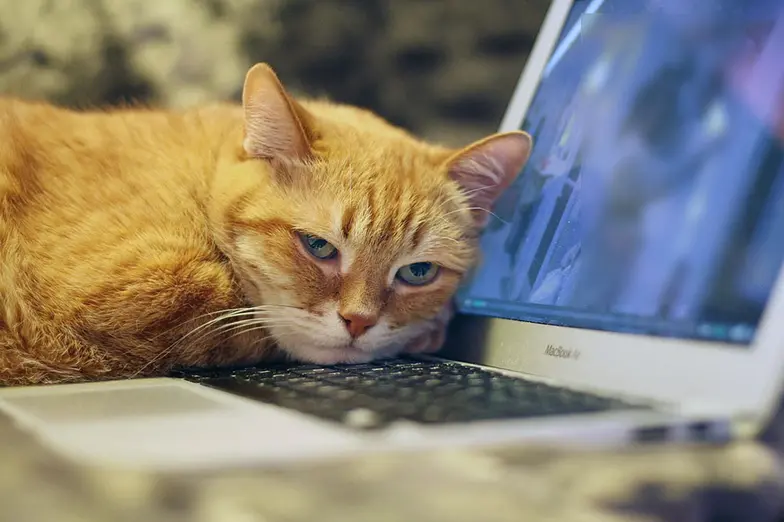 cat lying on laptop computer