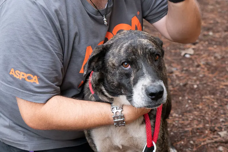 dog rescue hug staff nfr