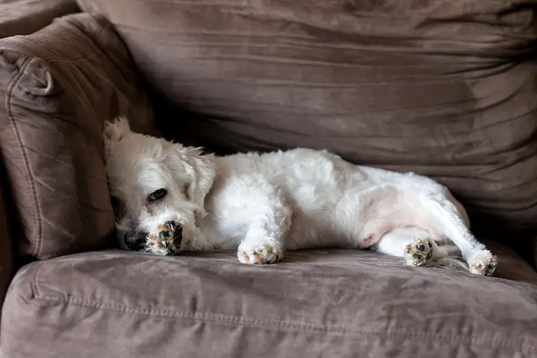 white napping sick tired dog on couch
