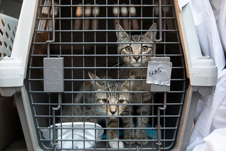 two gray kittens in transport crate