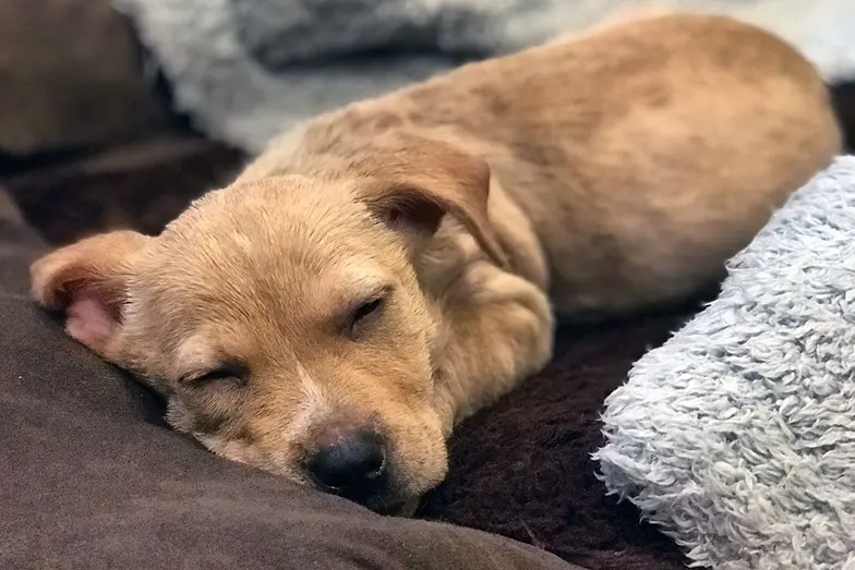 tan puppy asleep in bed