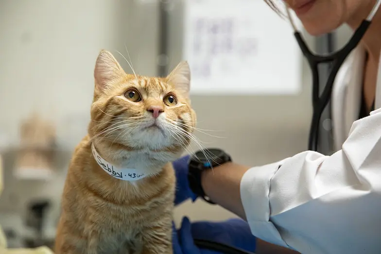 tan cat having vet exam