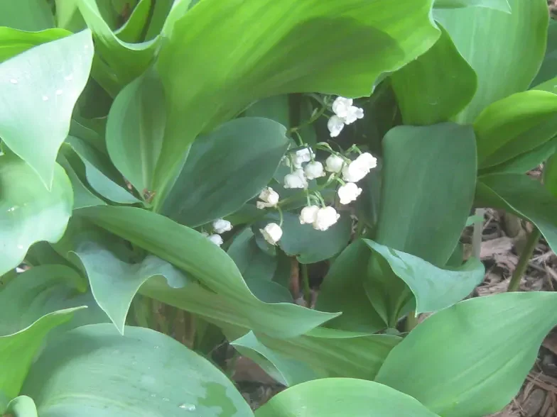 small white lily