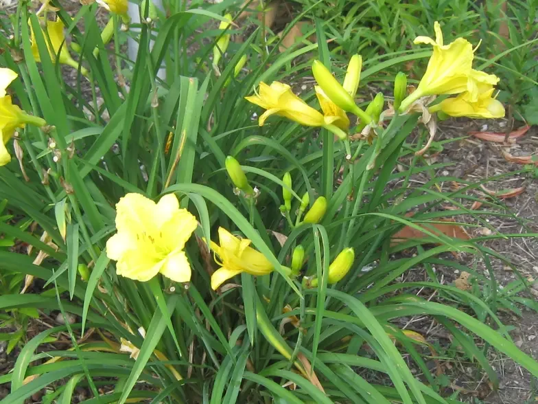 yellow lilies