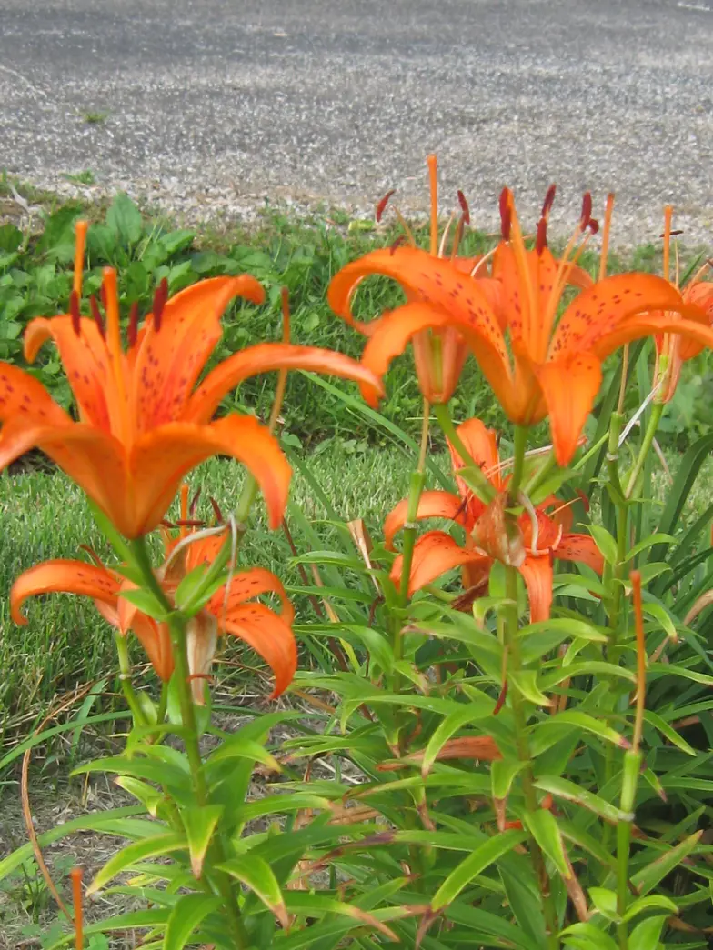 Orange lily species