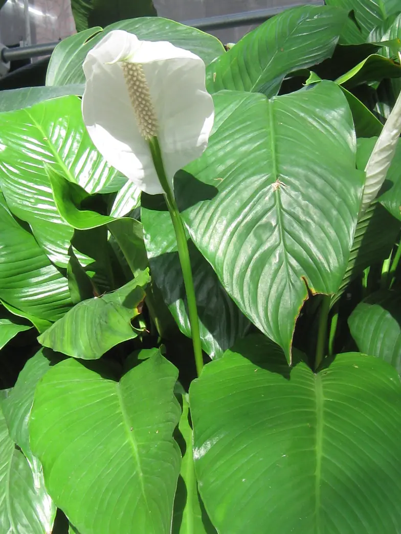 white lily