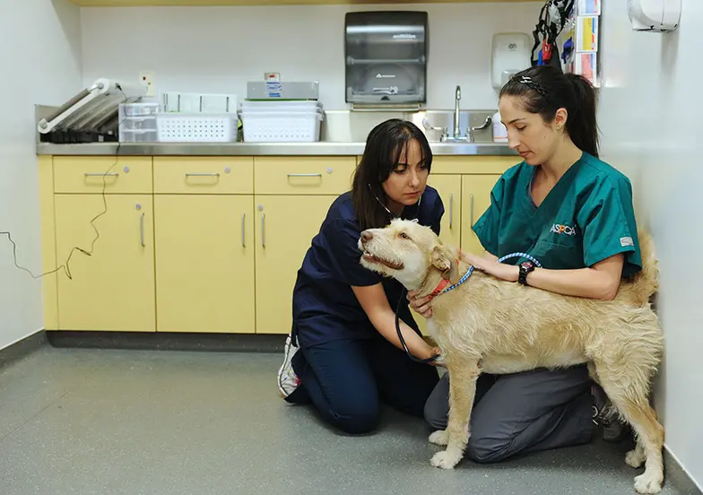 dog having exam with stethoscope