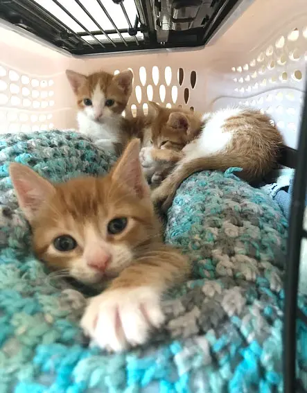 foster kittens inside crate with blanket