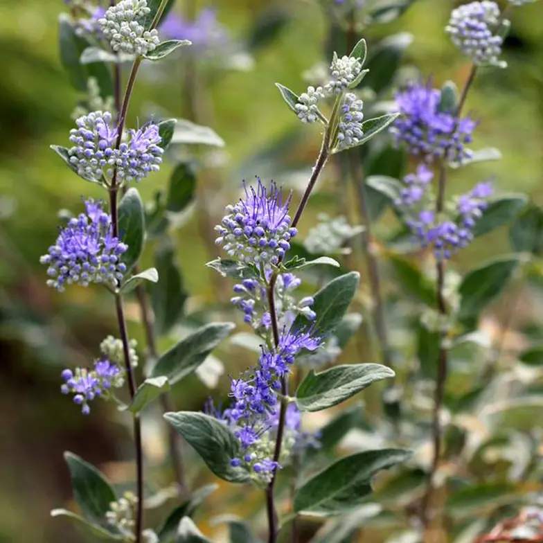 caryopteris in purple
