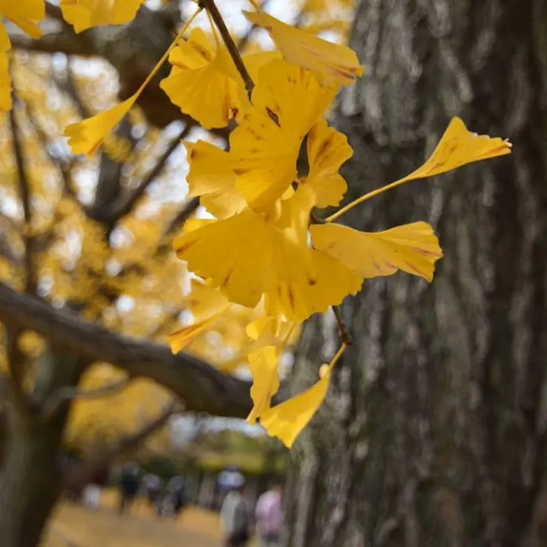 ginko plant