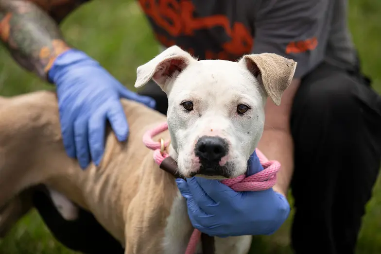 white dog with handler wearing gloves