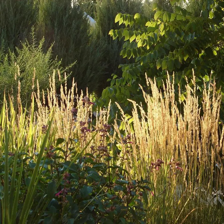 karl forester plant