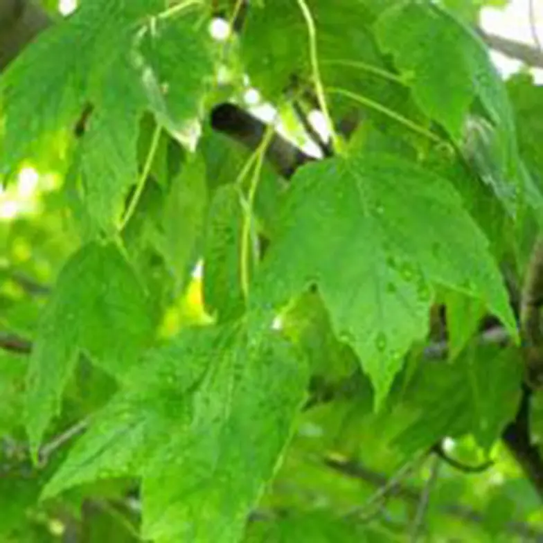 maple leaves