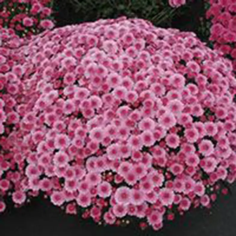 pink mums