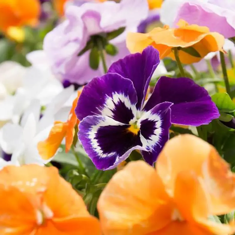 Are Violas Toxic to Cats: Uncover the Truth