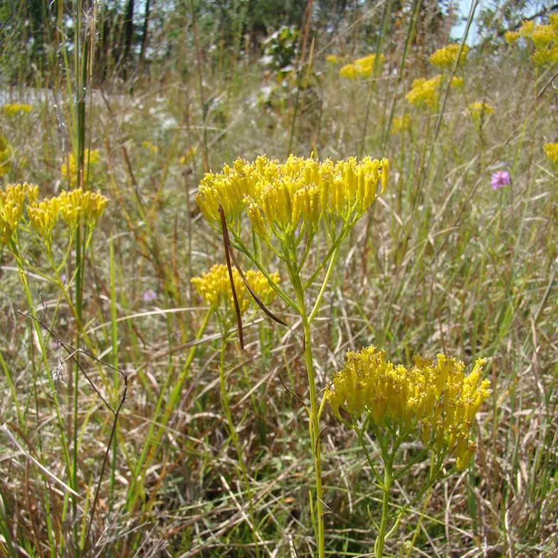 yellow rayless goldenrod
