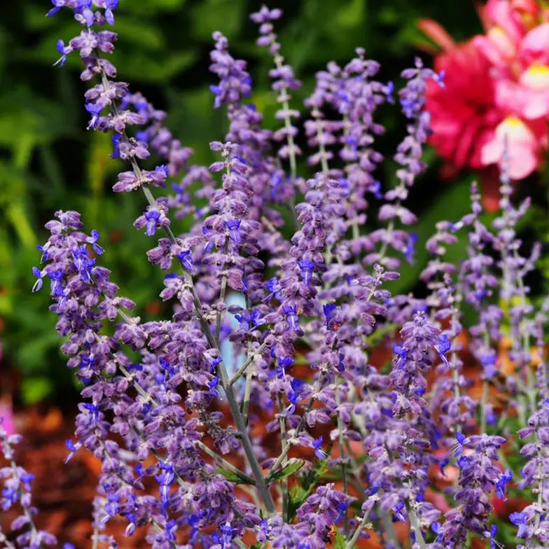 russian sage