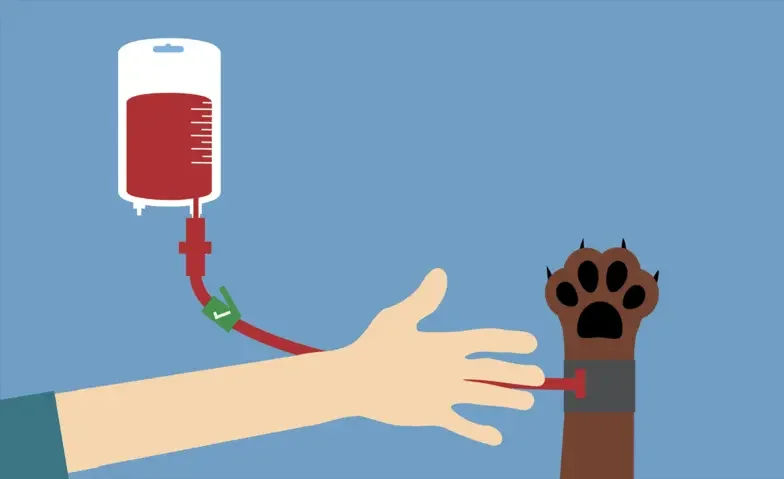 Illustration from autotransfusion guide