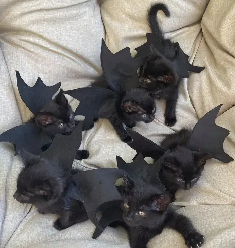 black cat marketing promo