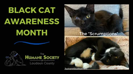black cat marketing promo