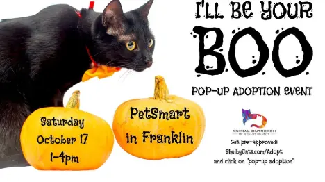 black cat marketing promo