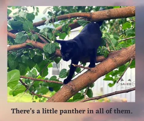 black cat in tree like panther