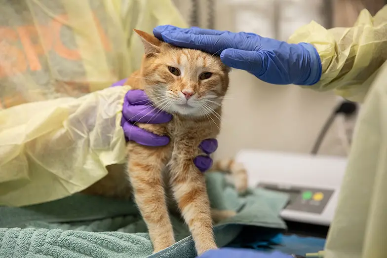 cat having exam with ppe