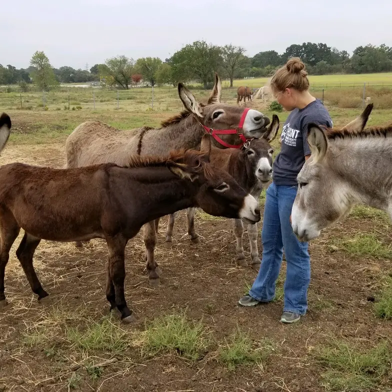 handler standing outside with donkeys