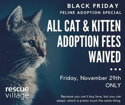 black friday promo