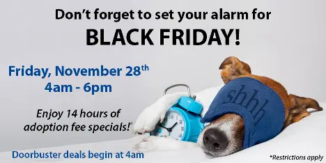 sleepy dog black friday promo