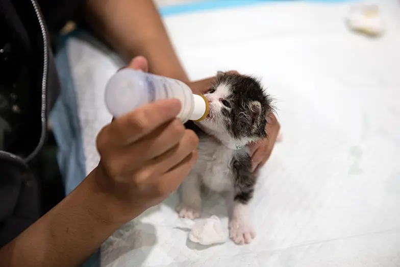 tiny kitten being bottle fed