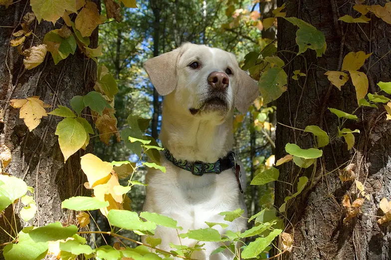 A yellow lab looks ahead next to two trees.